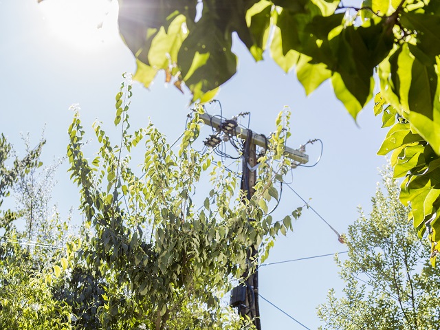 Accredited arborists