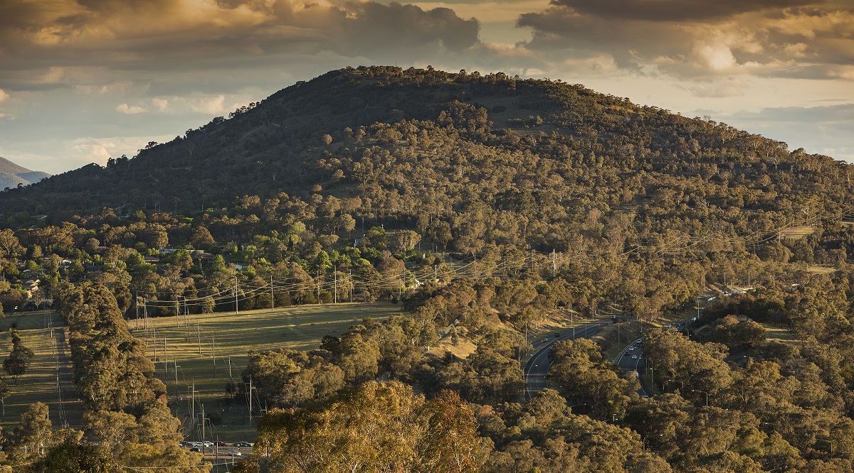 Hill covered in trees with powerlines