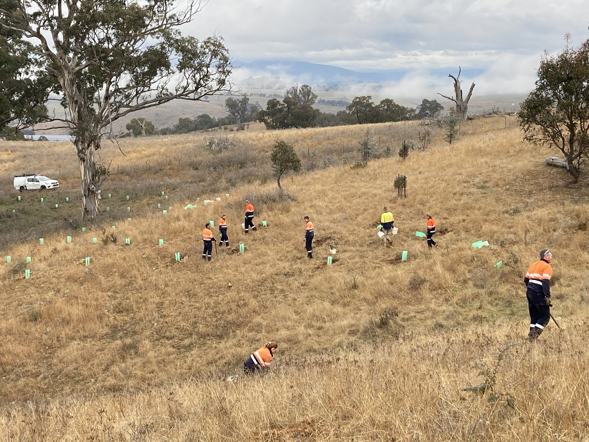 Planting trees