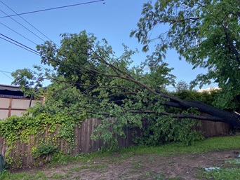 An example of an overhead fault, where a tree has fallen on powerlines.